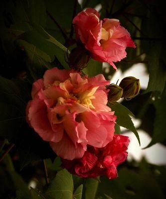 芙蓉花的花语与代表意义（美丽芙蓉花）