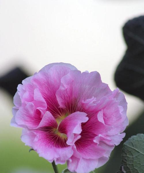 芙蓉花（以芙蓉花寄托对富贵荣华的向往与追求）