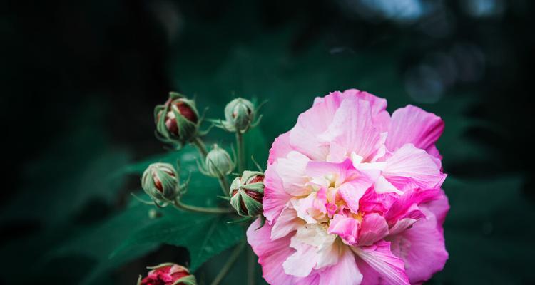 芙蓉花（以芙蓉花寄托对富贵荣华的向往与追求）