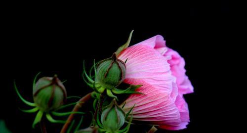 芙蓉花（以芙蓉花寄托对富贵荣华的向往与追求）