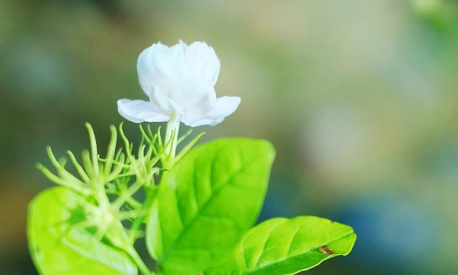 茉莉花的花语及代表意义（解读茉莉花的象征和隐藏的心意）