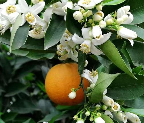 橘子花（美丽如橘子花的芬芳）