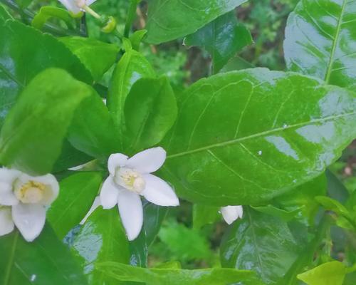 橘子花（美丽如橘子花的芬芳）