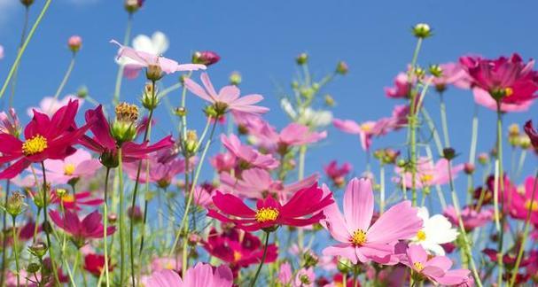 什么花的花语是希望的阳光？这种花的寓意是什么？