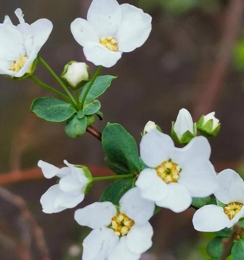 什么花的花语是加油努力？这种花的寓意是什么？