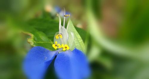 什么花的花语是幸运？这种花的寓意是什么？