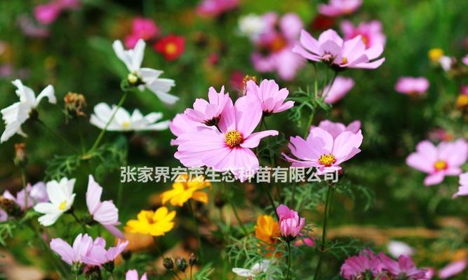 矮杆波斯菊花语是什么？矮杆波斯菊的寓意是什么？