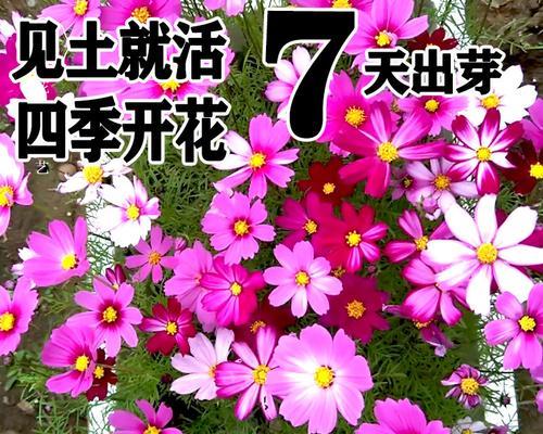 矮杆波斯菊花语是什么？矮杆波斯菊的寓意是什么？