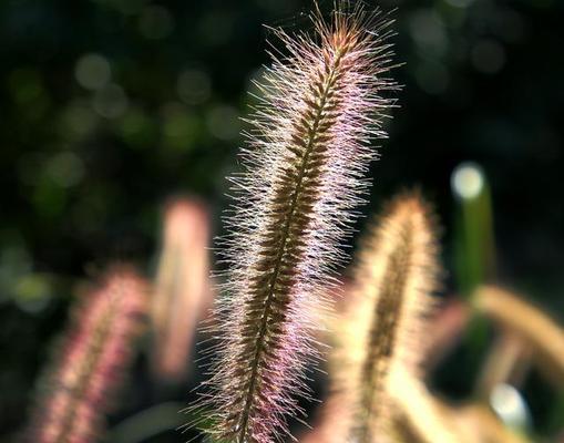 狗尾草的花语是什么意思？狗尾草有什么爱情含义？