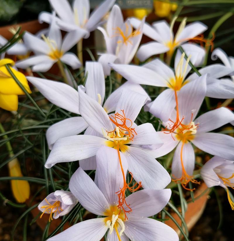 什么花的花语是破镜重圆？象征破镜重圆的花有哪些？