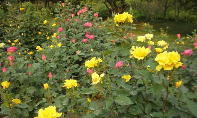 月季花的寓意是什么意思？月季花的花语是什么？