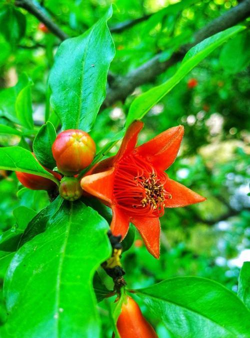 石榴花的花语是什么？石榴花有哪些寓意？