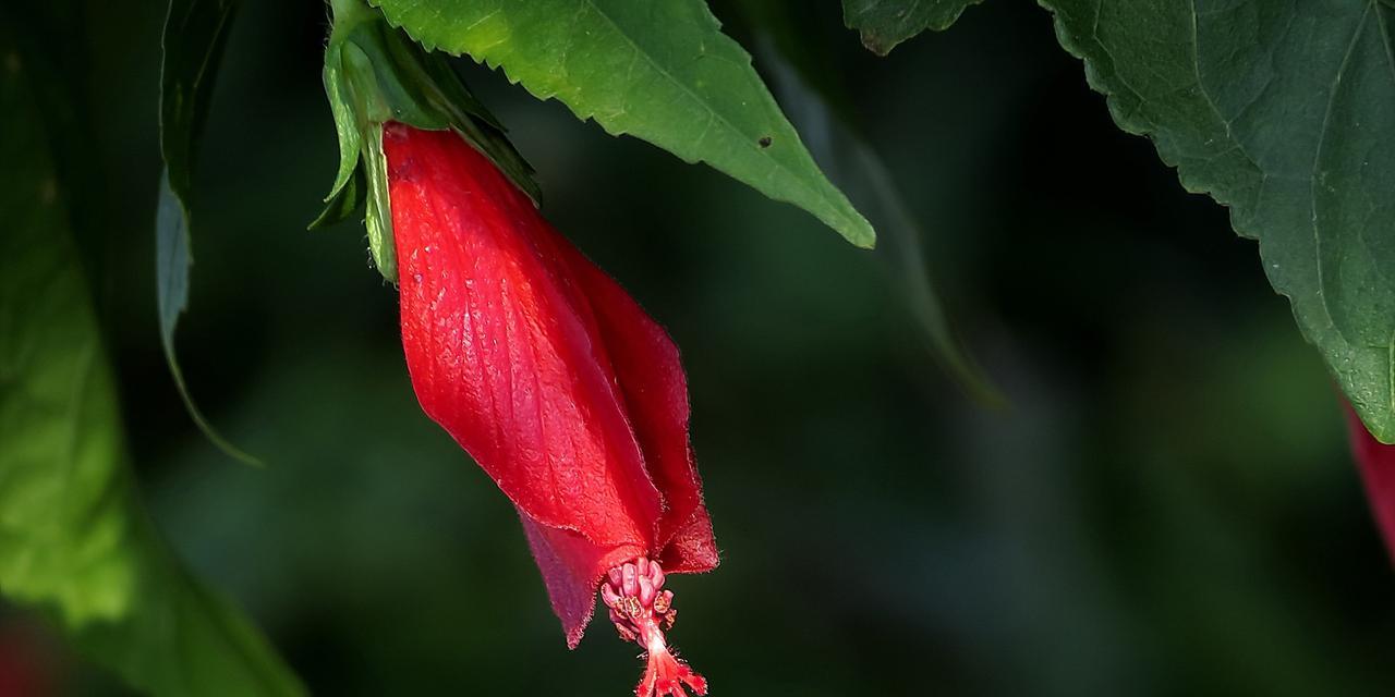 悬铃花花语是什么意思？悬铃花有哪些象征意义？