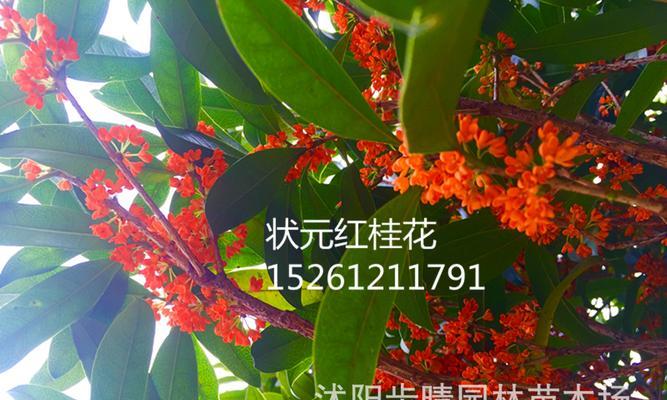 桂花状元红一年开几次花？桂花状元红开花频率是多少？