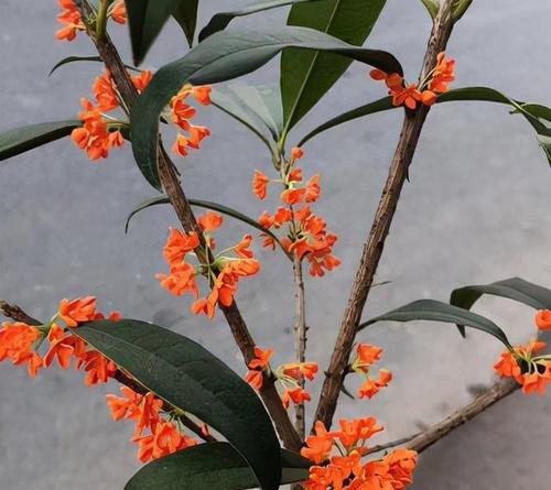 桂花状元红一年开几次花？桂花状元红开花频率是多少？