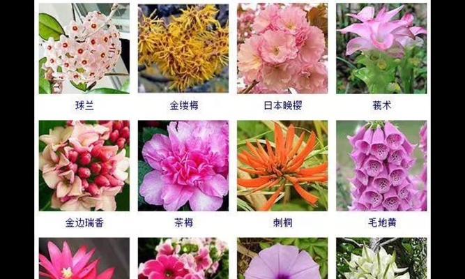 水仙芒什么时候上市？水仙芒成熟时间是什么时候？