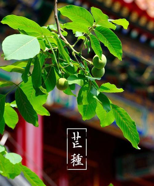 水仙芒什么时候上市？水仙芒成熟时间是什么时候？