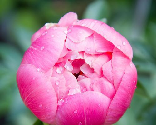 牡丹开花代表什么颜色？不同颜色的牡丹花语是什么？