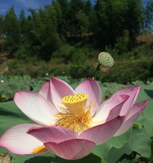 荷花网络意思是什么？荷花的花语是什么？