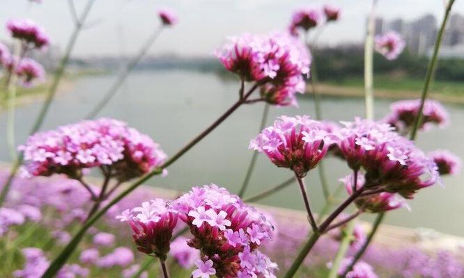 马鞭草的花语和寓意是什么？马鞭草有哪些象征意义？