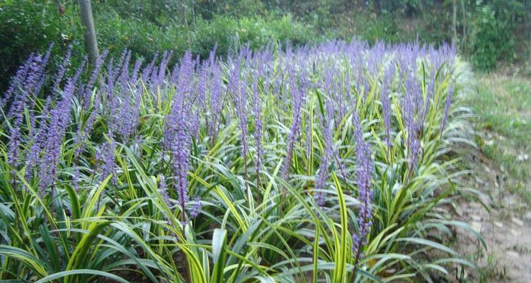 玉龙草寓意是什么？玉龙草的花语是什么？