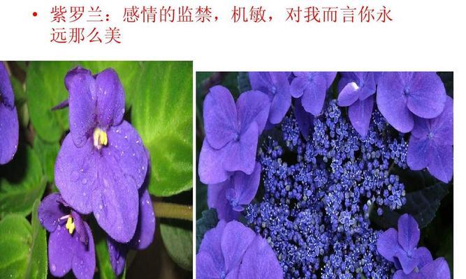 栽培紫罗兰花卉意义是什么？紫罗兰的花语是什么？