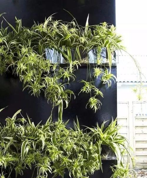 室外适合种什么植物？室外种植植物有哪些推荐？