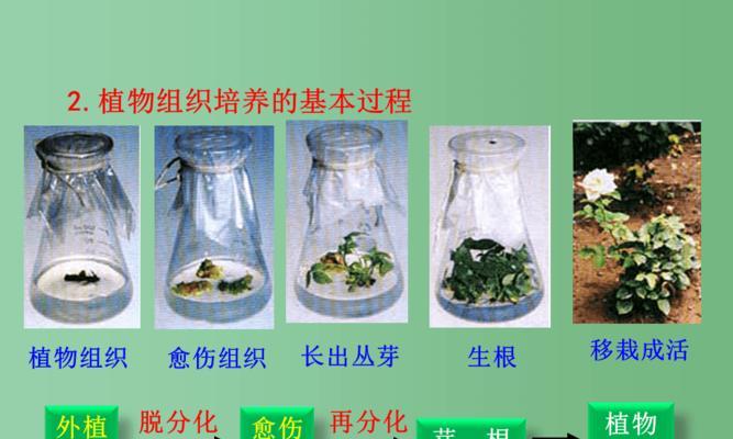 菊芋块茎怎么繁殖？菊芋块茎种植方法有哪些？