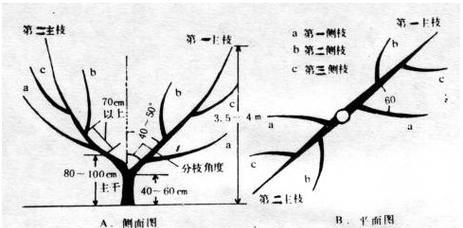 梨树怎么剪枝？梨树修剪方法有哪些？