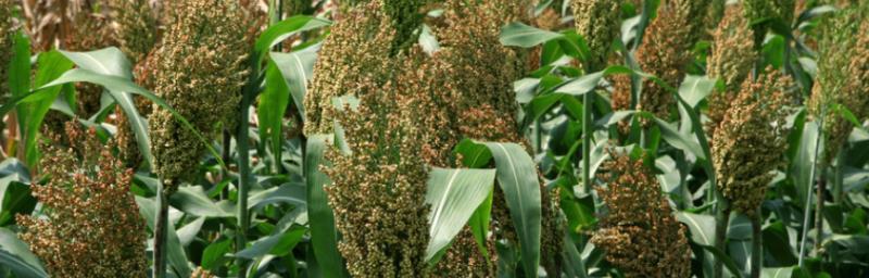 高粱几月份种植合适？高粱种植最佳时间是什么时候？