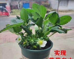 草莓可以种在室内吗？草莓室内种植方法有哪些？