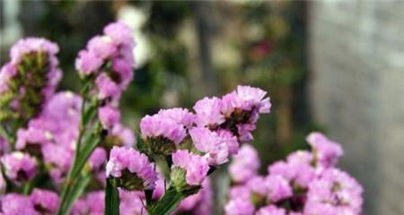 水晶草不同颜色的花语是什么？水晶草各种颜色代表什么？