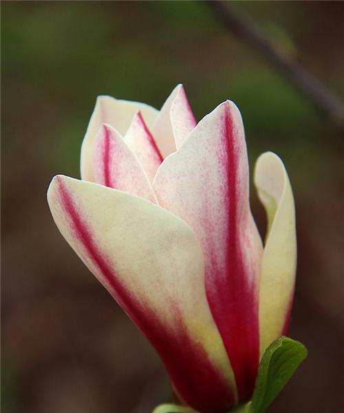 玉兰一年开几次花？玉兰开花有什么寓意和预兆？