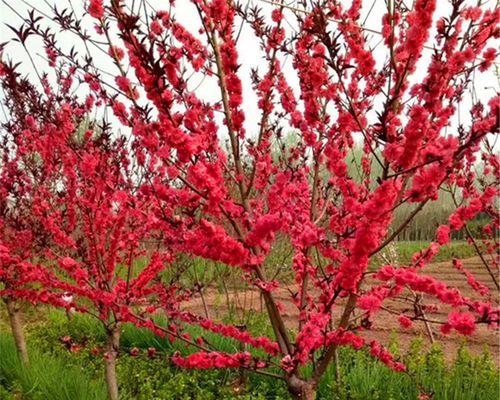 红叶碧桃花的花语是什么？红叶碧桃花有哪些寓意？