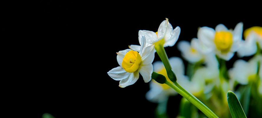 水仙花在日本的花语是什么？水仙花在日本有哪些寓意？