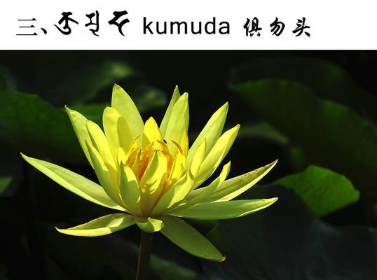 佛莲花代表什么？佛莲花有哪些象征意义？