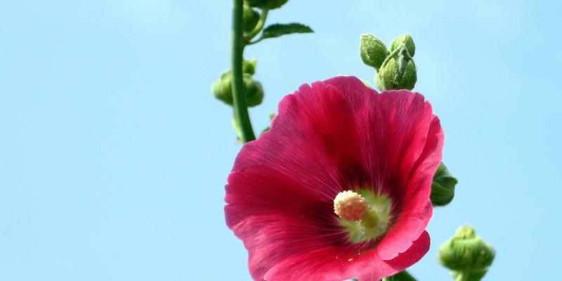 芙蓉花的花语是什么？芙蓉花有哪些寓意？