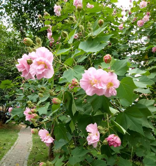 芙蓉花的花语是什么？芙蓉花有哪些寓意？