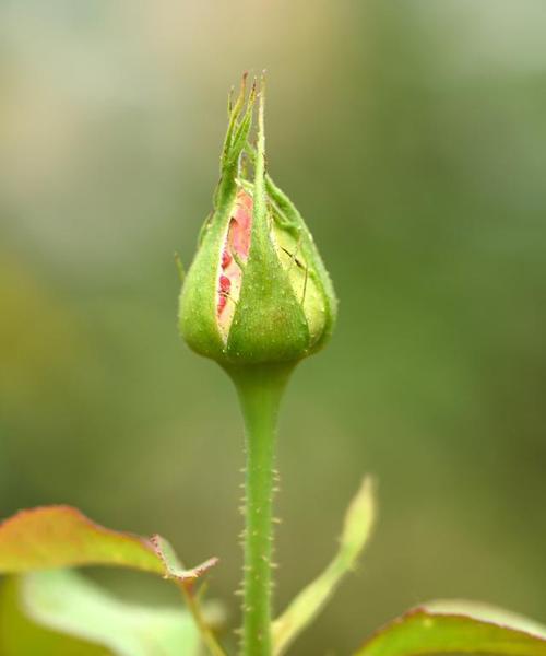 代表生命的花是什么？生命的花语是什么？