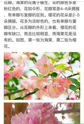 樱花的寓意是什么？樱花的花语是什么？