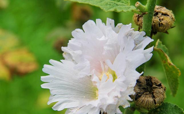 蜀葵的花语是什么？蜀葵有哪些寓意？