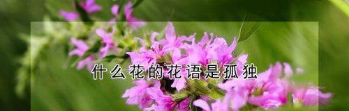 代表温暖的花是什么？温暖的花语是什么？