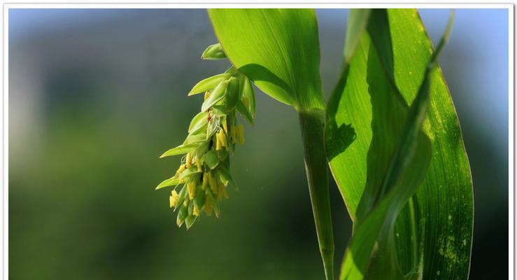 禾本科代表植物有哪些？禾本科植物的特点是什么？