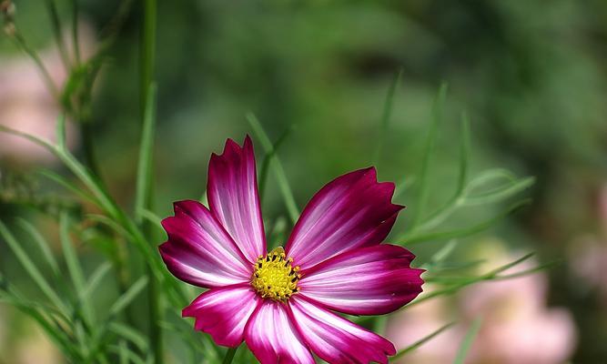 格桑花的爱情花语是什么？格桑花有哪些寓意？