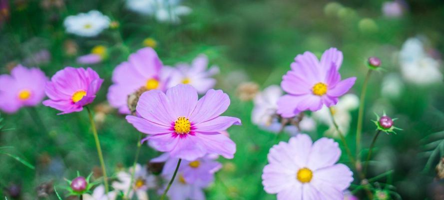 格桑花的爱情花语是什么？格桑花有哪些寓意？