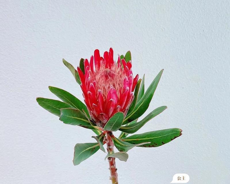 代表自信的花是什么？自信的花语是什么？