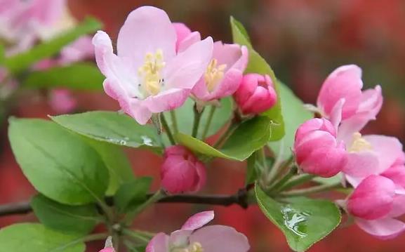 代表冰冷的花是什么？冰冷的花语是什么？