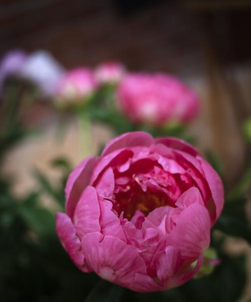 芍药花的寓意是什么？芍药花有哪些象征意义？