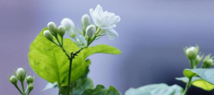 茉莉花的花语是什么？茉莉花有哪些寓意？