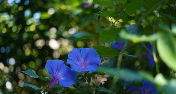 代表纪念的花是什么？纪念的花语是什么？